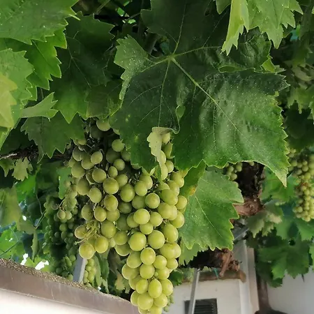 Capo Le Vigne *